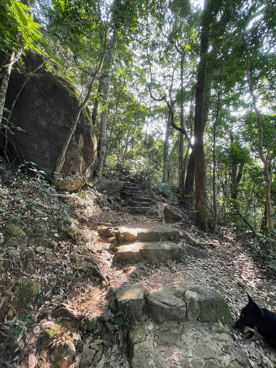 Even on a sunny day, the Tai Po Kau Forest Walks have excellent shade